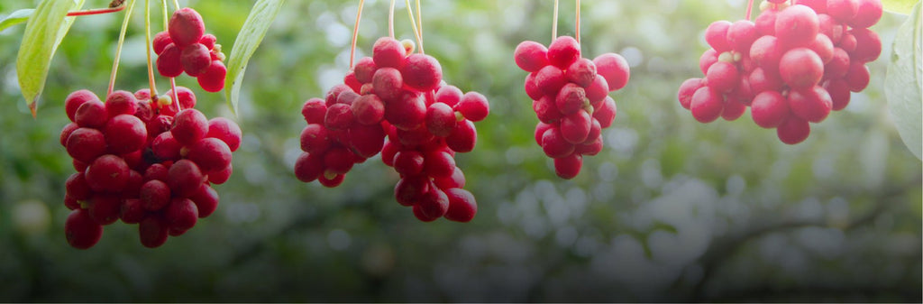 Discover the Power of Schisandra - Day One Performance