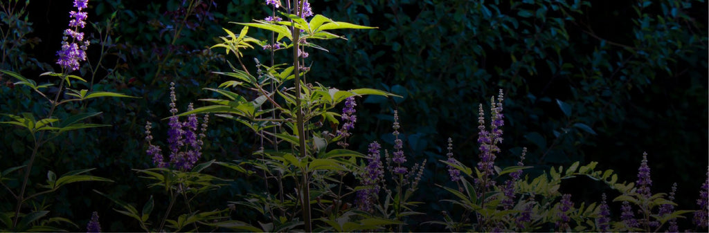 Vitex: A Vital Herb for Well-being and Performance - Day One Performance